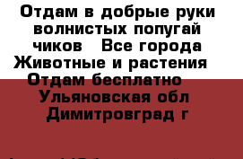 Отдам в добрые руки волнистых попугай.чиков - Все города Животные и растения » Отдам бесплатно   . Ульяновская обл.,Димитровград г.